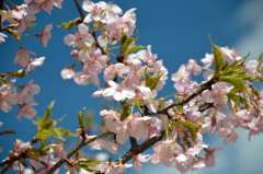 河津桜