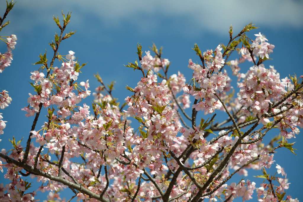 河津桜Ⅳ
