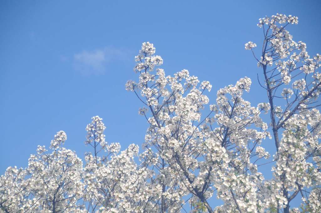 大島桜