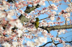 桜とメジロ③