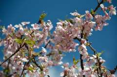 河津桜Ⅲ