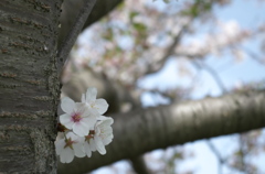 こんなとこからも