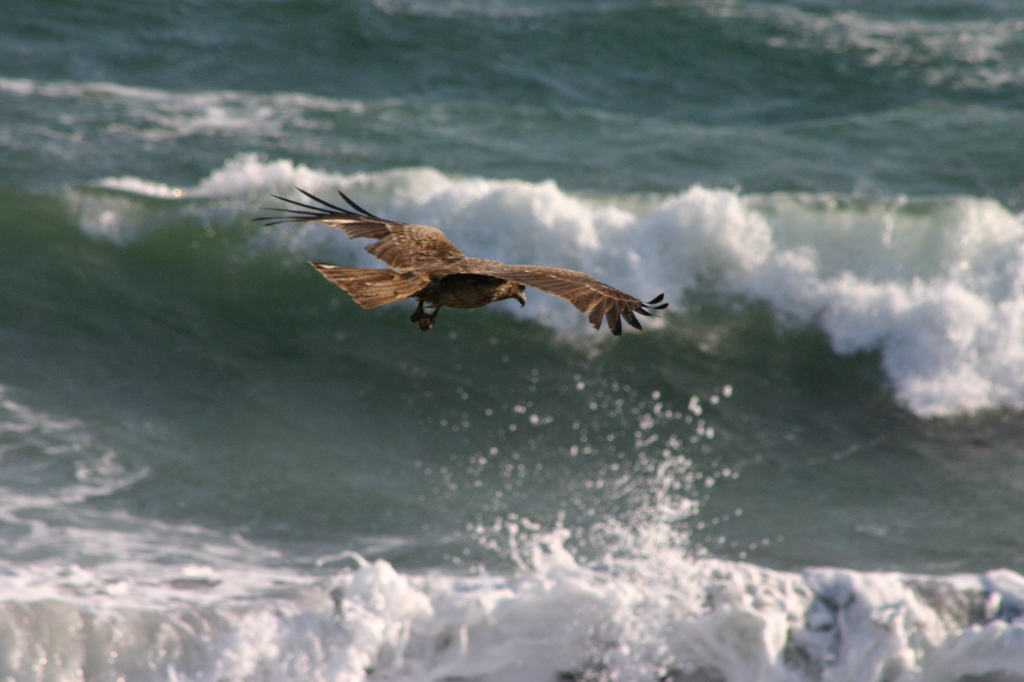 波と鳶