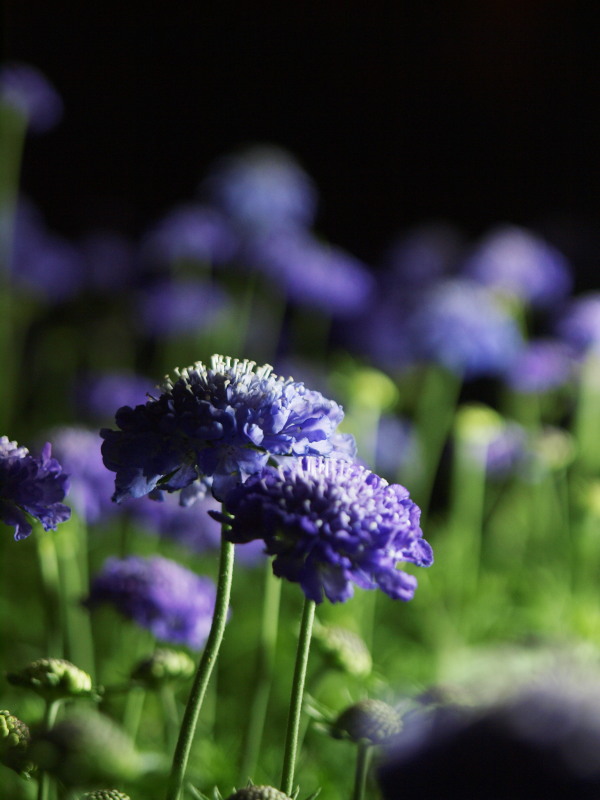 Light Up Flowers 04
