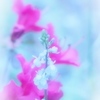 Spring Flowers 06