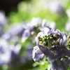 Light Up Flowers 03