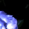 夢紫陽花