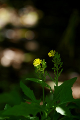 小さいお花