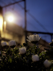 夜も見てね