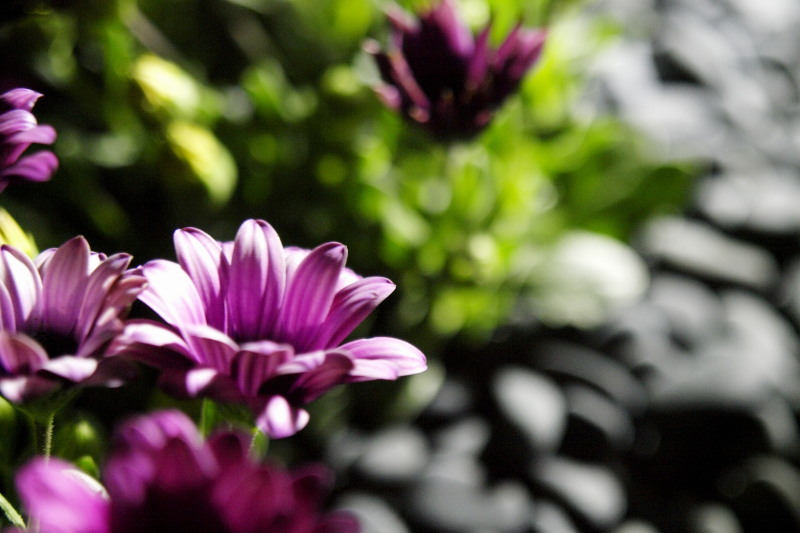 Light Up Flowers 01