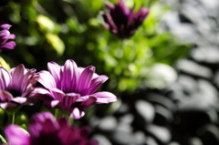 Light Up Flowers 01