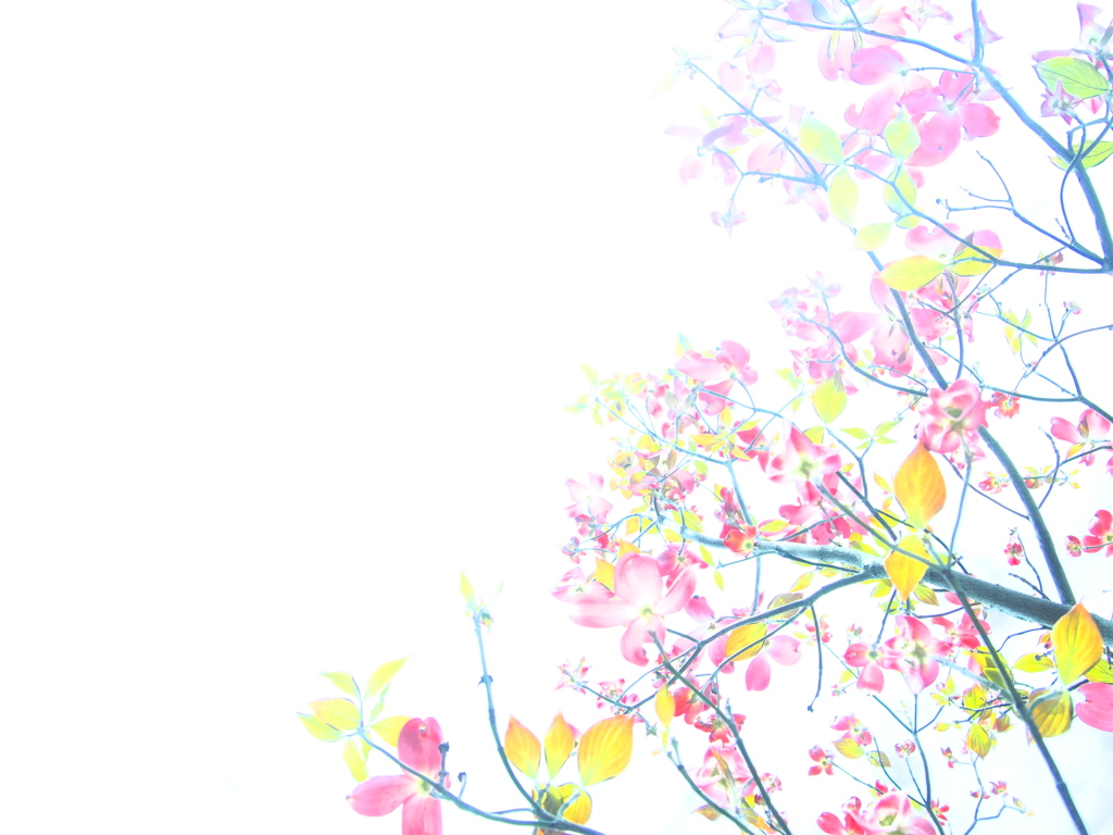 Spring Flowers 02