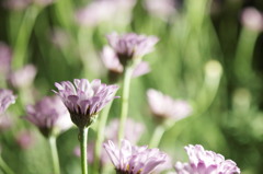 Light Up Flowers 02