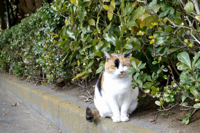 初めまして、猫足です。