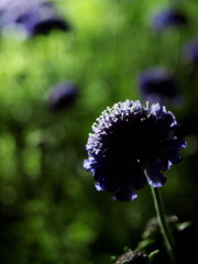 Light Up Flowers 05