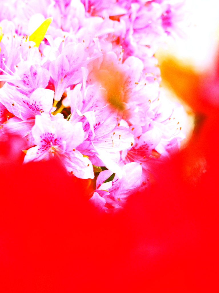 Spring Flowers 04