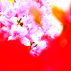 Spring Flowers 04