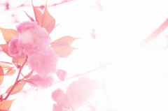 八重桜