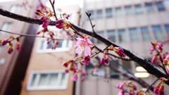 東京・日本橋に桜が咲いたよ-2