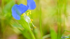 秋の草花～青