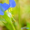 秋の草花～青