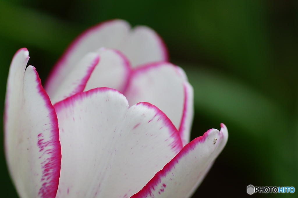 20160423　昭和記念公園70mm (94)