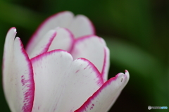 20160423　昭和記念公園70mm (94)