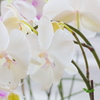at the Orchid Exhibition (7)