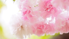 雛菊桜