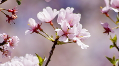 シリーズ桜23：コシノヒガンザクラ（越の彼岸桜）