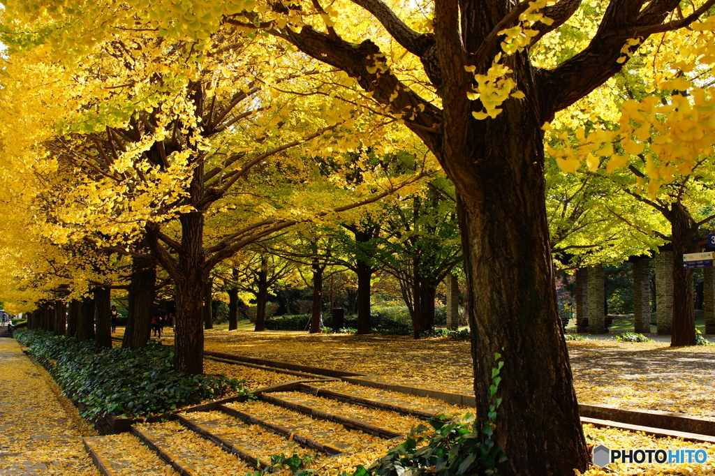 20151107昭和記念公園 (22)