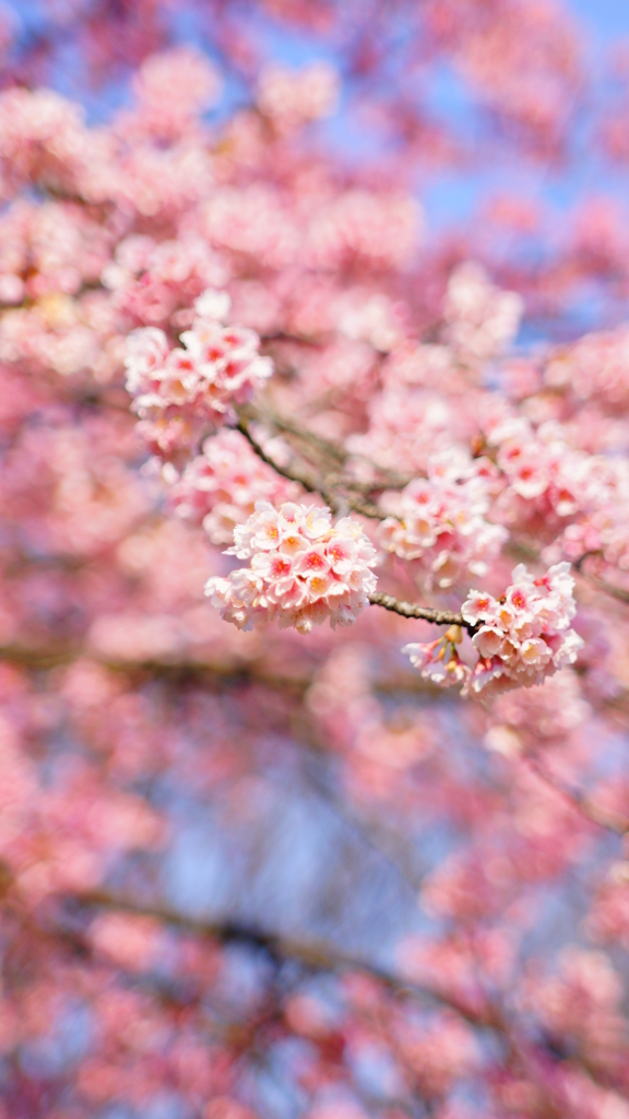 シリーズ桜9：ベニシダレ（紅枝垂）