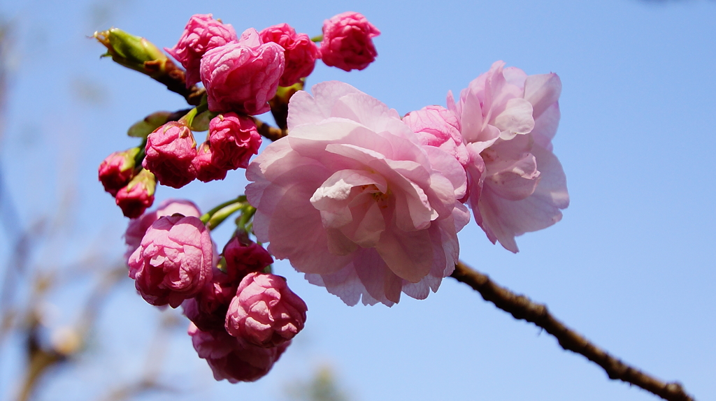 シリーズ桜16：ヤエベニトラノオ（八重紅虎の尾）