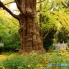 20151120　日比谷公園 (11)