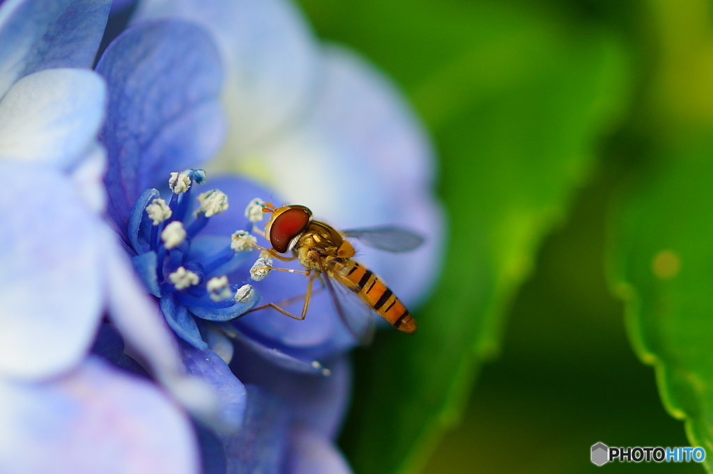 紫陽花と虻