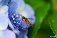 紫陽花と虻