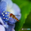 紫陽花と虻