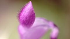 春の花　ホトケノザ