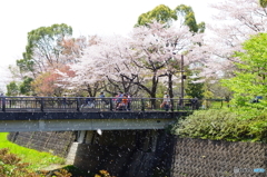 桜吹雪