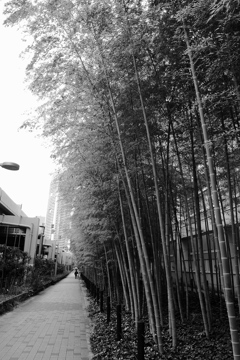 tokyo monochrome# (1169)