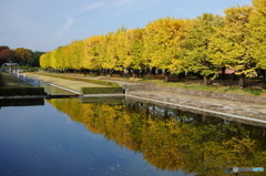 20151107昭和記念公園 (7)