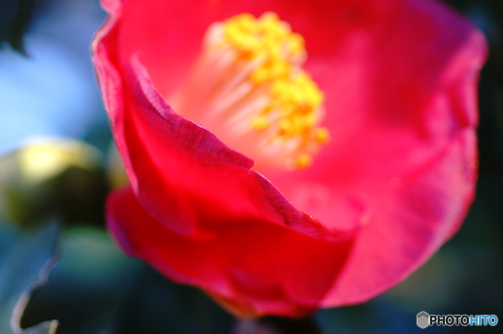 山茶花