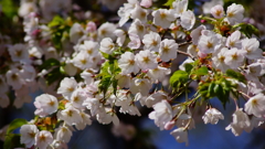 シリーズ桜25：オオシマサクラ（大島桜）