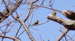 カワラヒワ