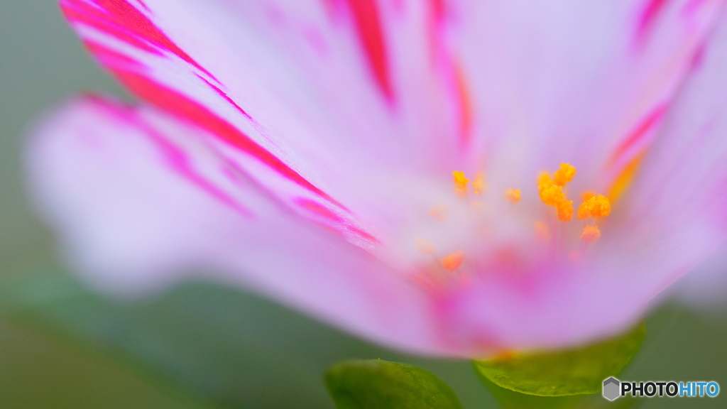 秋の花～赤紫