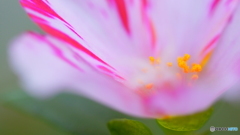 秋の花～赤紫