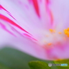 秋の花～赤紫