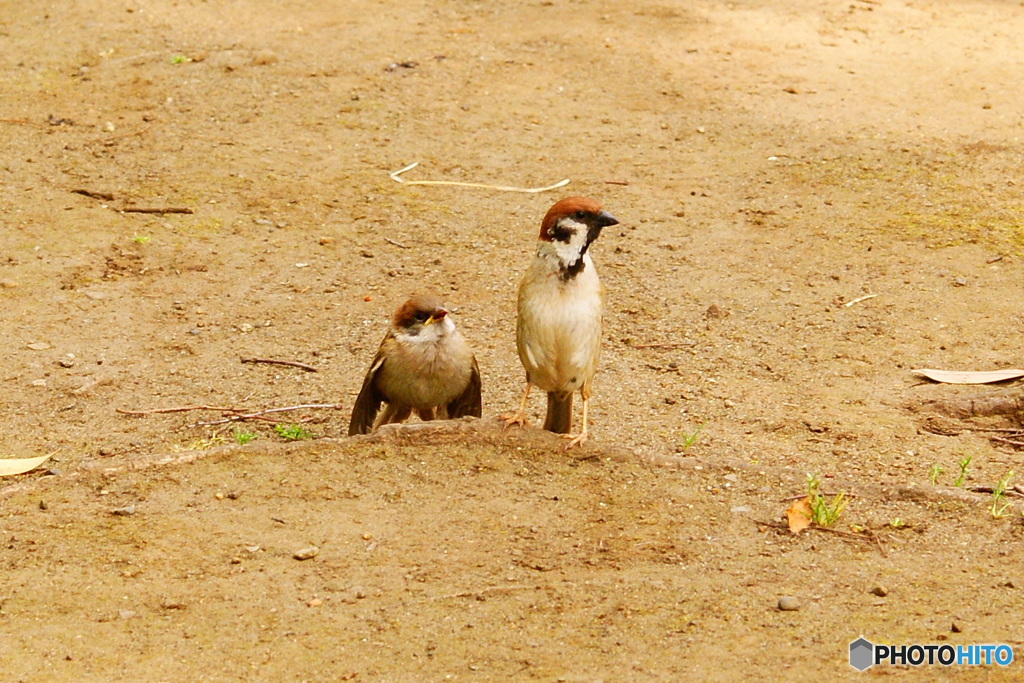 鳥の親子～スズメ