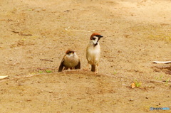 鳥の親子～スズメ