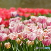 チューリップ－８